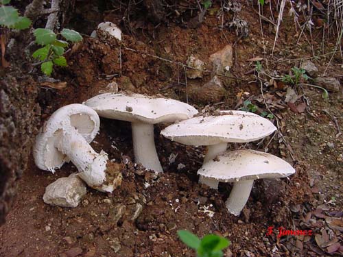 Amanita ovoidea